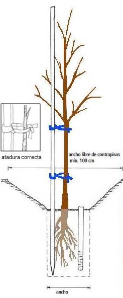 Cómo plantar